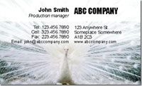 Nature, wild, animal, bird, Indian Peafowl, white peacock, 